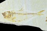 Trio of Fossil Fish - Green River Formation - Wyoming #126566-1